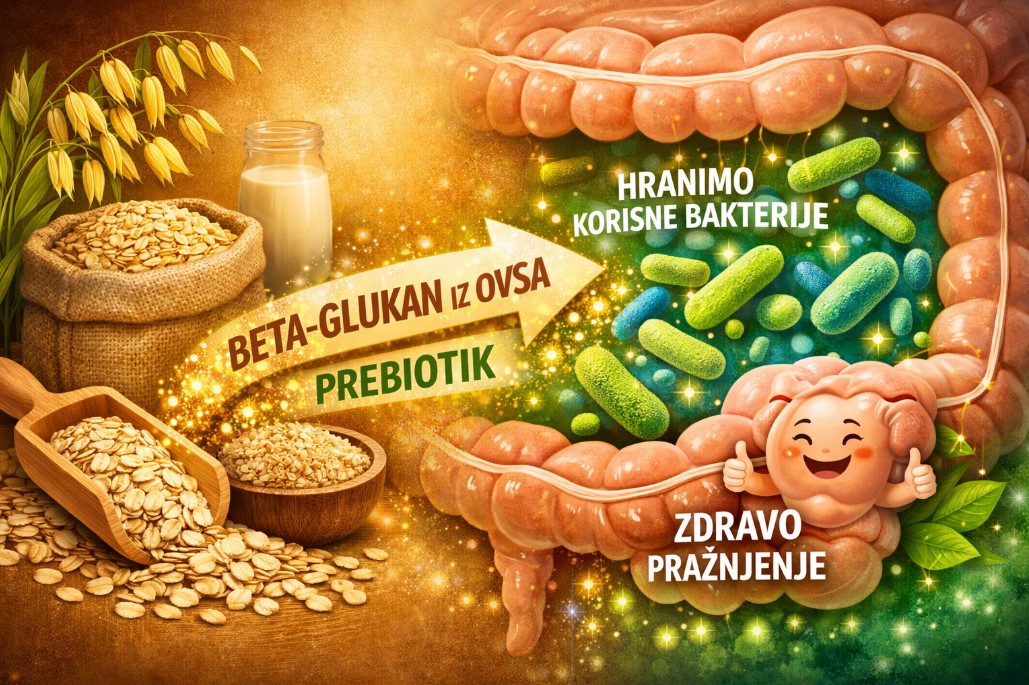 Ilustracija ovsa i beta-glukana koji hrane korisne bakterije u crevima i doprinose zdravom varenju